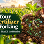 Bio Fertilizer